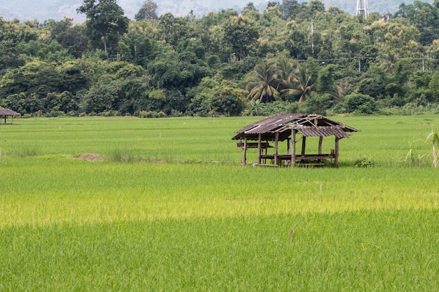 Photo ferme de rizière