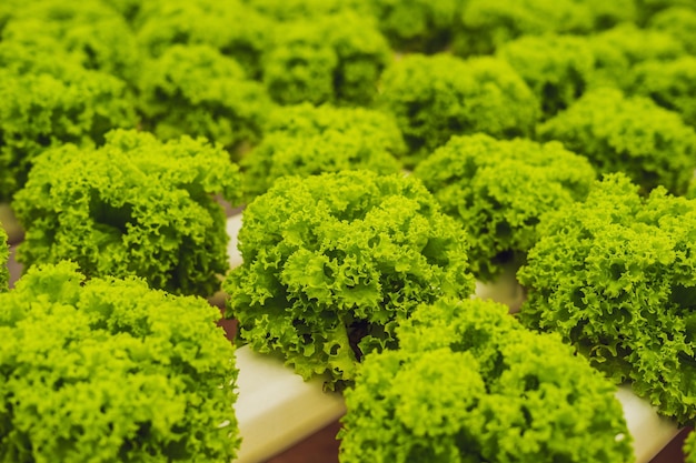 Ferme de salades de légumes hydroponiques. Méthode hydroponique de culture de plantes salade de légumes ferme, dans l'eau, sans terre. Laitues hydroponiques en tuyau hydroponique