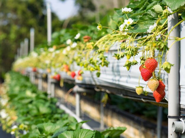 Ferme suspendue aux fraises pleine de fraises mûres