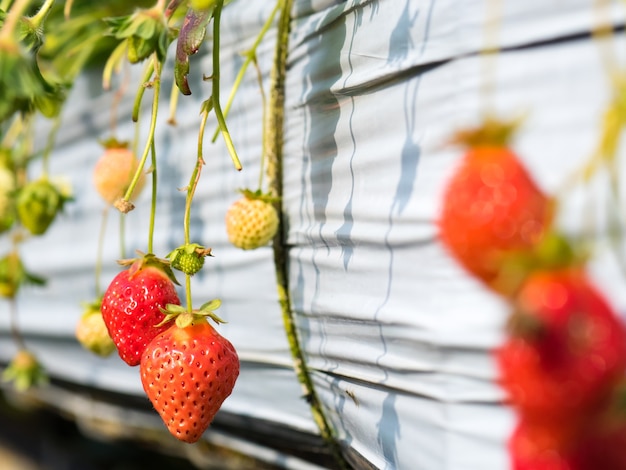 Ferme suspendue aux fraises pleine de fraises mûres