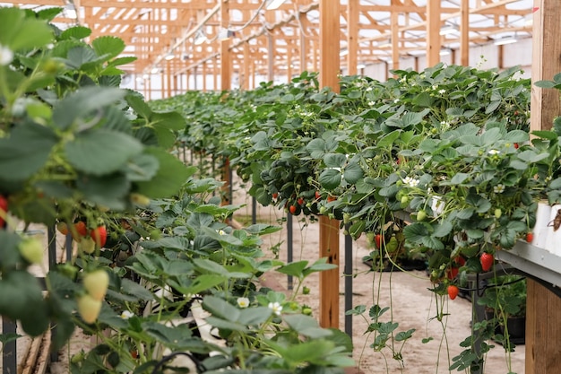 Ferme suspendue de fraises La technologie moderne de la culture des baies dans les serres