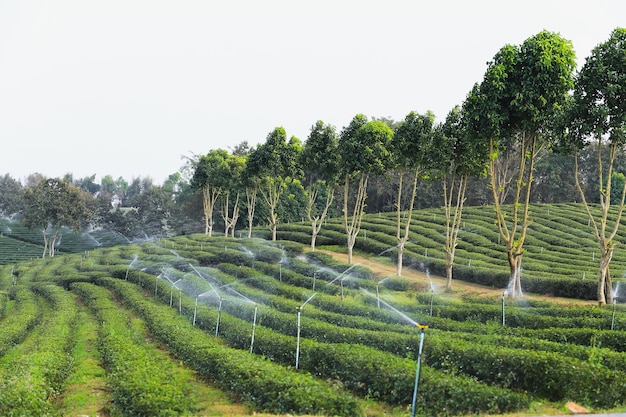 Ferme de thé à Chiang Rai, Thaïlande