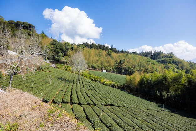 Ferme de thé dans la vallée de la montagne