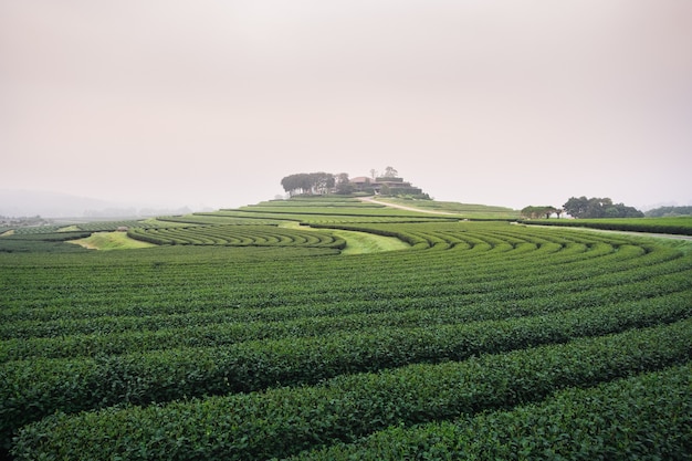 Ferme de thé vert le matin