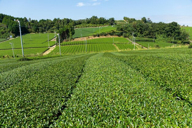 ferme de thé vert