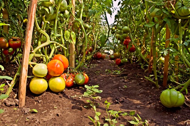 Ferme de tomates rouges savoureuses sur les buissons