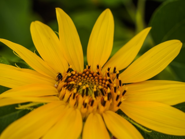 fermé tournesol sur fond de nature