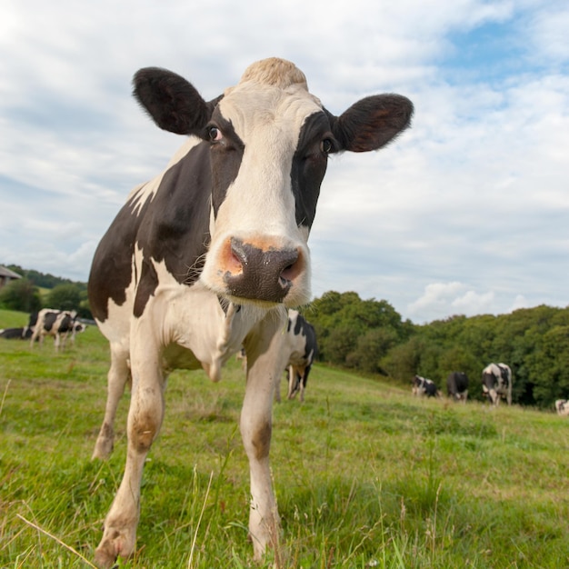 Ferme de vache