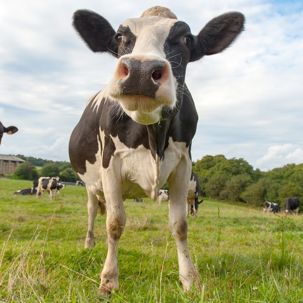 Ferme de vache