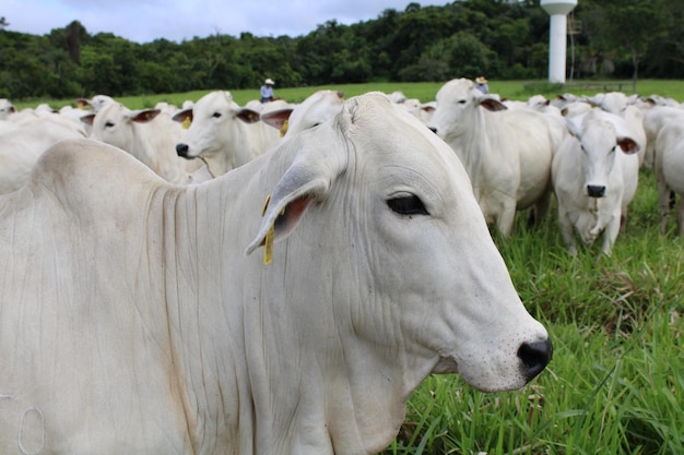 Photo ferme de vaches et d'animaux agricoles