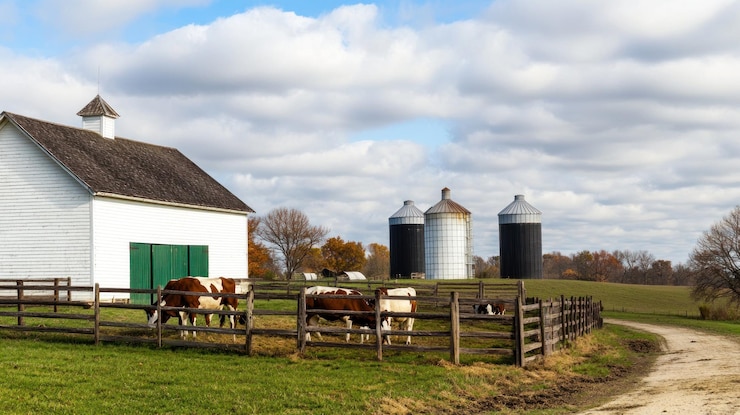 Photo ferme avec vaches et silos