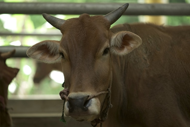 ferme de vaches