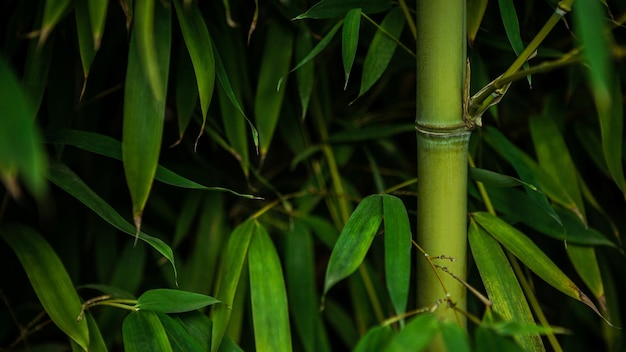Fermé vers le haut de la forêt de bois de bambou asiatique fond naturel Conception horizontale de la texture des arbres de bambou vert frais pour le motif Plantes à fleurs vivaces à feuilles persistantes
