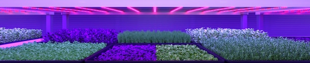 Ferme verticale intérieure Usine de micro-verts hydroponiques Les plantes poussent avec des lumières LED Agriculture durable pour l'alimentation future illustration 3d