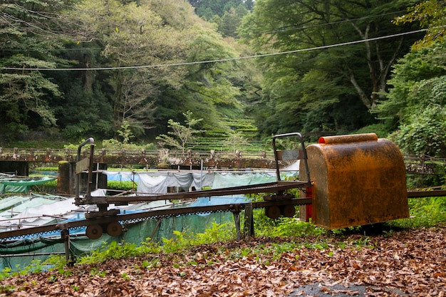 Ferme de wasabi Wasabi frais et biologique dans les champs et les terrasses d'Idakaba dans la péninsule d'Izu au Japon