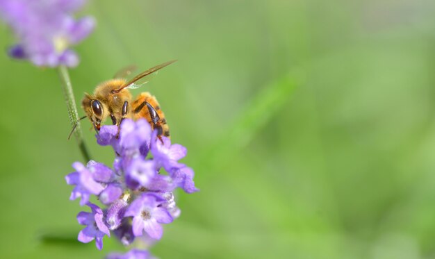 Fermer sur une abeille sur une fleur de lavande sur vert