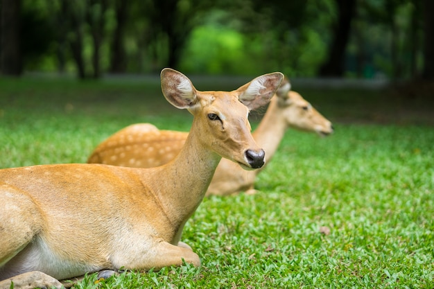 fermer antilope située dans le zoo