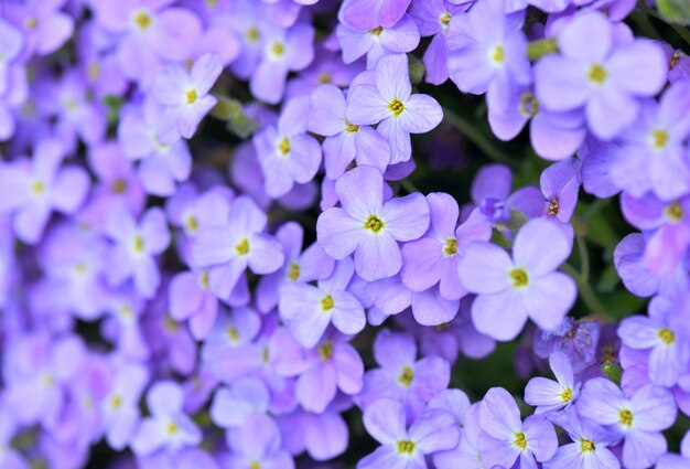 Fermer sur de belles fleurs de roche violette en fleurs