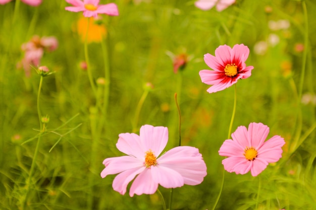 fermer de belles fleurs roses pastel