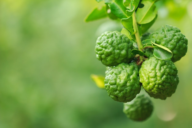 fermer la bergamote sur l&#39;arbre