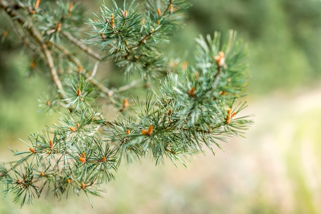 fermer les branches de pin