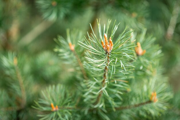 fermer les branches de pin