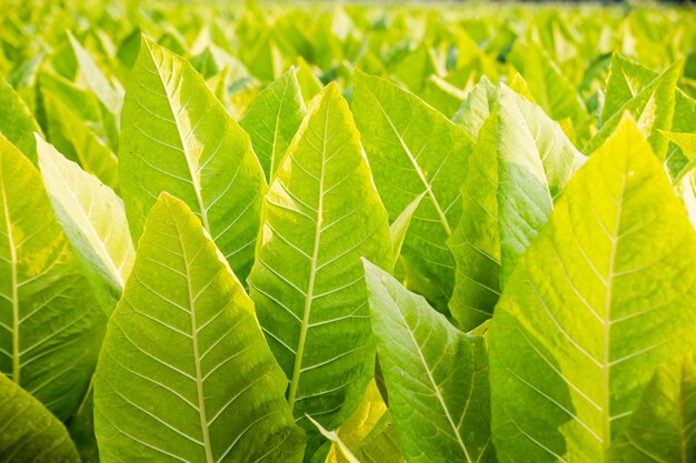 fermer le champ de tabac