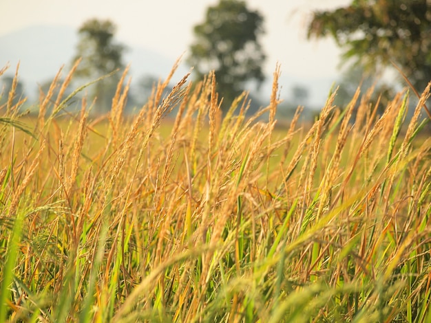 Fermer les champs de riz