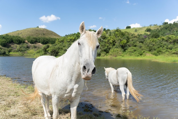 Fermer en cheval blanc gratuit