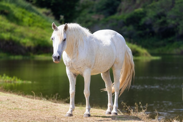 Fermer en cheval blanc gratuit