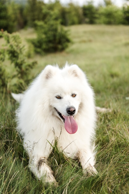 Fermer Chien blanc mignon dans le bois