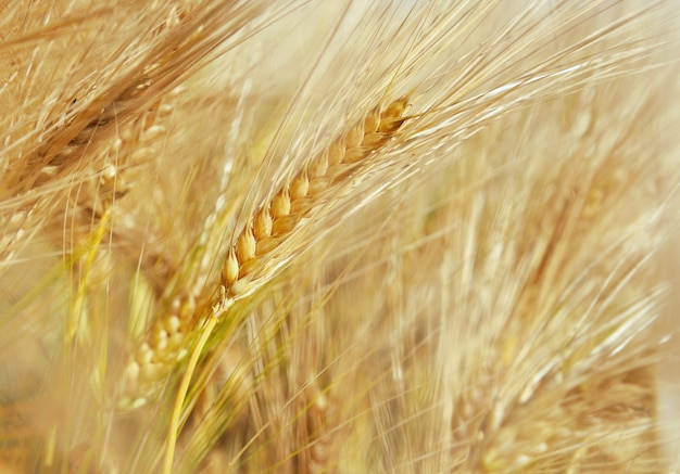 Fermer sur du blé doré