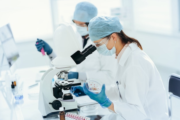 Fermer. femme scientifique avec une boîte de Pétri assis à une table de laboratoire.