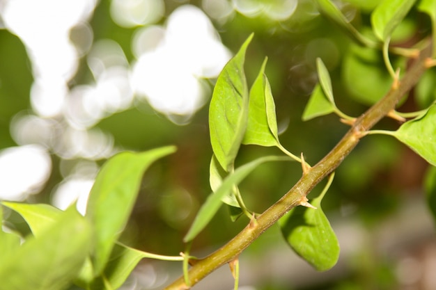 Fermer la feuille et coller la plante Fuengfah pour le fond