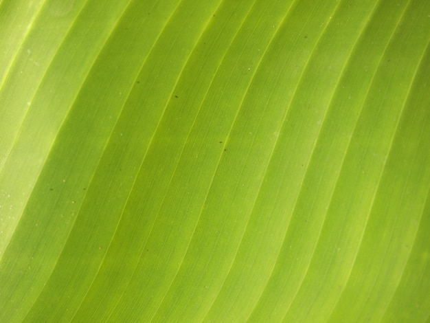 Fermer les feuilles de banane