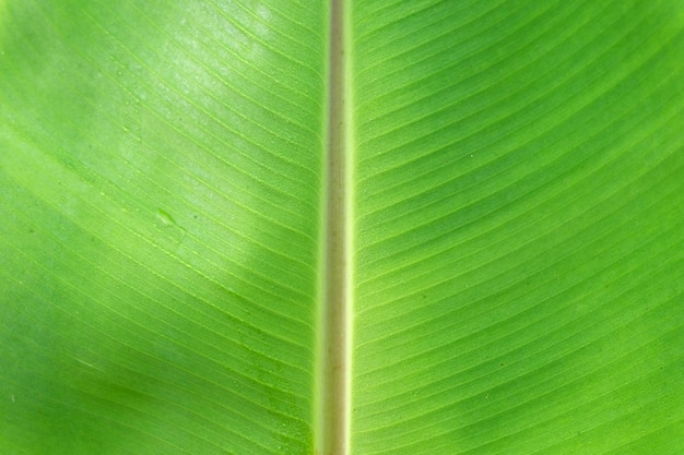 Fermer les feuilles de banane