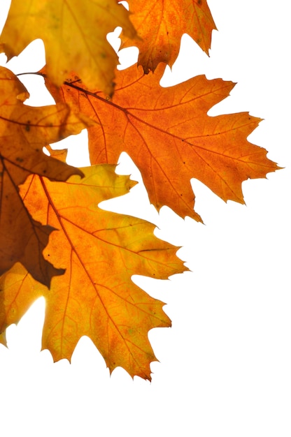 Fermer sur les feuilles de chêne doré isolé sur fond blanc