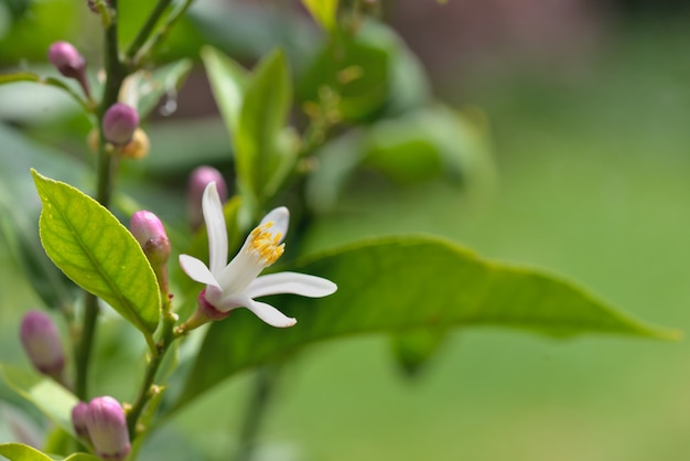 Fermer sur fleur blanche d'un citronnier en fleurs