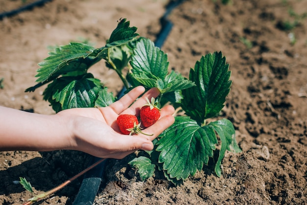 Fermer les fraises mûres du jardin