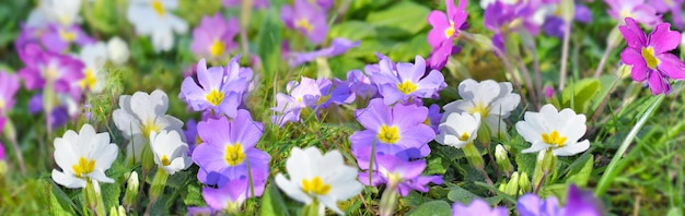 Fermer sur jolie primevère violette qui fleurit dans le jardin