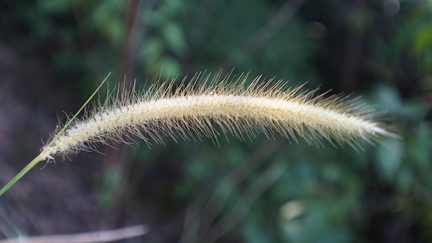 fermer jusqu&#39;à la fleur de l&#39;herbe