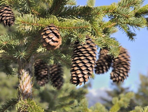 Fermer sur picecone dans un sapin