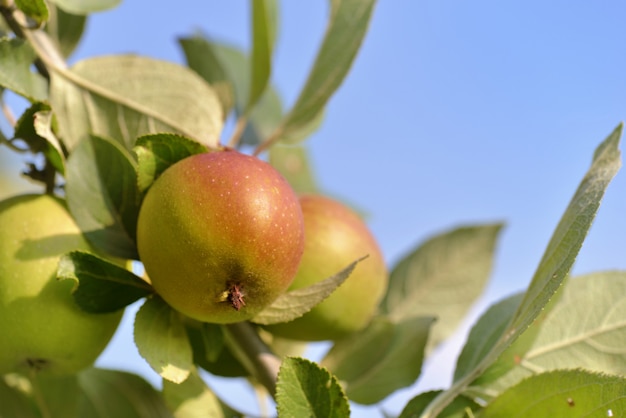 Fermer sur pomme dans l'arbre