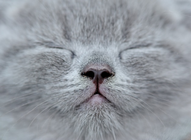 Fermer le portrait de chaton gris mignon. Portrait de chat Scottish fold