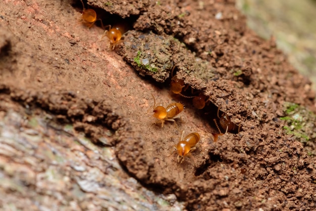 Fermer les termites sur le bois et soild