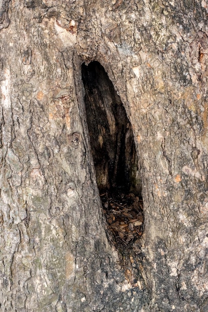 Fermer un tronc d'arbre avec un trou naturel