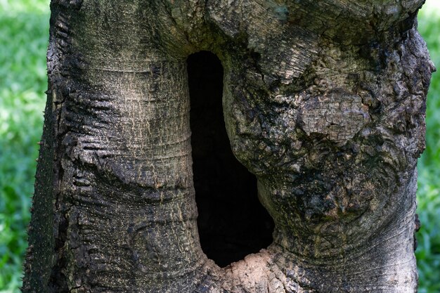 Photo fermer le trou dans le gnarl de l'arbre.