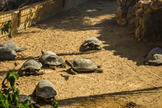 Photo fermer la vue de la grande tortue des galapagos dans la boue