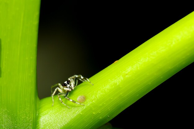 Fermez l'araignée de saut