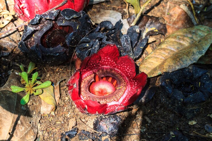 Fermez le bélier Sapria en forêt